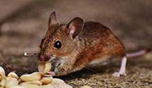 24 Hour & Emergency Exterminators in Del City, OK